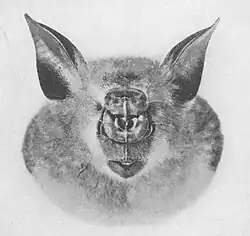 Hipposideros gigas