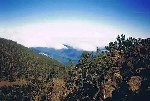 Hispaniolan pine forests as seen from Pico Duarte, Dominican Republic and Haiti