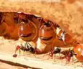 Honeypot ants