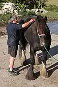 Negative punishment: this grooming, a pleasant moment for the horse, can be interrupted if it exhibits undesirable behavior.