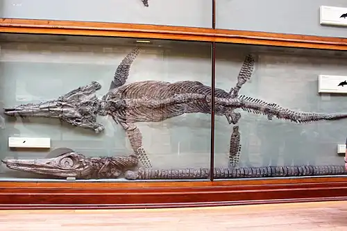 Ichthyosaur fossils displayed behind a large display case
