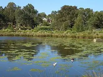 Moore Reserve Wetland, with Hurstville Grove in the background