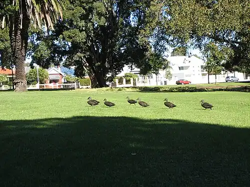 Ducks on the lawn area