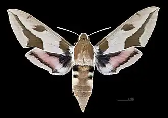 Female Hyles nicaea castissima