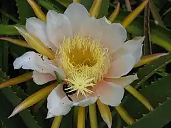 Selenicereus monacanthus