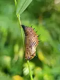 Chrysalis