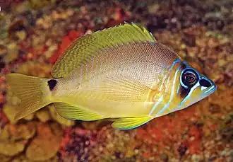 Mero blanco veracruzano