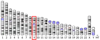 Chromosome 9 (human)