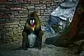 Mandrill