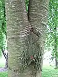 An included bark junction formed in a wild cherry tree (Prunus avium)