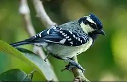Indian Black Lored Tit spotted in Chinnakanal