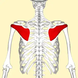 Infraspinatus muscle seen from behind.