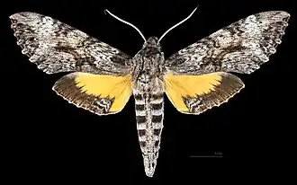 Isognathus rimosa inclitus Male dorsal side