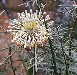 Isopogon dawsonii
