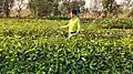Aditya Gole inspecting Jamun plant nursery at Badlapur