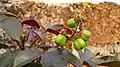 Jatropha gossypiifolia leaf flowers and fruits