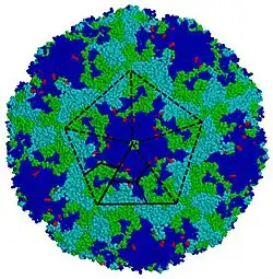 Enterovirus A71 capsid coloured by chains
