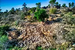 Mulberry tree of the village that remained and around it stones and other residues of houses