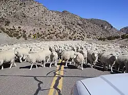 Sheep droving in Kings Canyon, Utah, U.S.