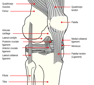The quadriceps tendon connects to the top part of the kneecap (patella)