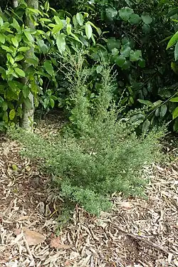 Small tree with tiny leaves