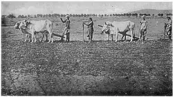 An "ethnographic" photograph from 1916 showing Kurmi farmers, both men and women, sowing a field