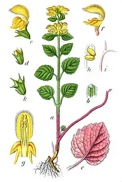 Botanical illustration of Lamium galeobdolon published in 1796 by Johann Georg Sturm