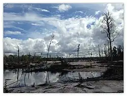 Land cleared by slash and burn techniques