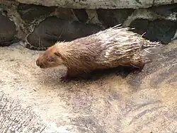 Brown and white porcupine