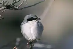 Loggerhead shrike with normal plumage.