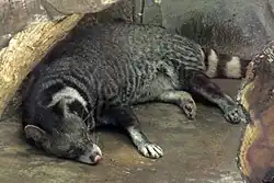 Brown and black viverrid