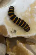 Caterpillar on stones