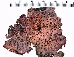 photograph of a "Lasallia papulosa" herbarium specimen showing the lower surface with depressions. Growing on a boulder near cliffs at Dolly Sods Wilderness, Monongahela National Forest, West Virginia, USA. (scale marks = millimeters)