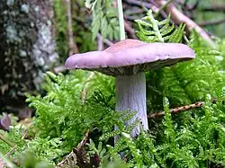 Side view of a single-thick stemmed, pale lilac mushroom growing amongst thick clubmoss. It has irregular-looking gills and a textured stem. Its cap is not very flat and the other end can be seen curving above the rest.