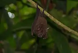 Brown bat