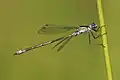 Lestes sponsa