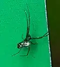 Leucauge argyra in Costa Rica