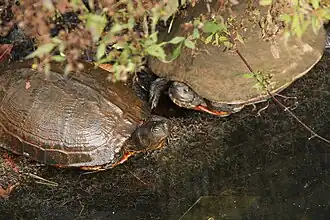 Turtles in a garden area.