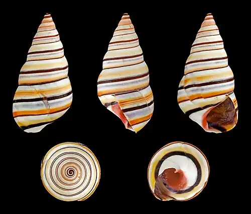 Image 13 Liguus virgineus Photograph: H. Zell Liguus virgineus, also known as the candy cane snail, is a species of snail in the family Orthalicidae. It is native to the Caribbean island of Hispaniola, in the nations of Haiti and the Dominican Republic. There have also been at least three reports of living specimens being found in the Florida Keys of the United States. The snail lives on trees and feeds on moss, fungi and microscopic algae covering the bark. More selected pictures