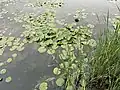 Lilies at the Marshes near Rouge beach park