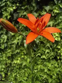 Flower: Western red lily