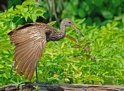 Limpkin performing a wing-stretch