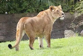 A lioness