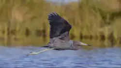 A Little Blue Heron flies over the Nonesuch River.