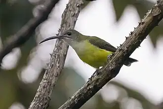 Little spiderhunter (Arachnothera longirostra)
