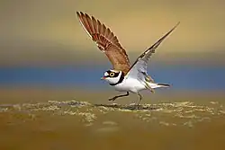 At Padma River, Bangladesh