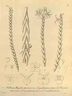 Black and white drawing of Lockhartia imbricata
