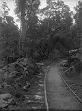 Logging railway track through native bush near Mangapehi
