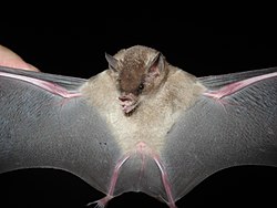 Brown bat