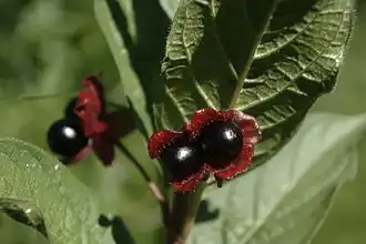 Variety involucrata in fruit